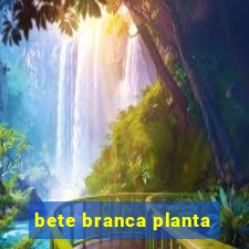 bete branca planta